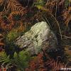 Blawith #2, Lake District, England, 1997