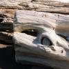 Alder Creek Beach #2, Manchester, CA, 2008