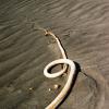Alder Creek Beach #5, Manchester, CA, 2008