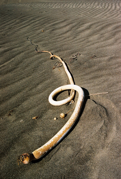 Alder Creek Beach #5, Manchester, CA, 2008