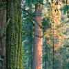 Grant Grove #1, Kings Canyon National Park, CA, 2008