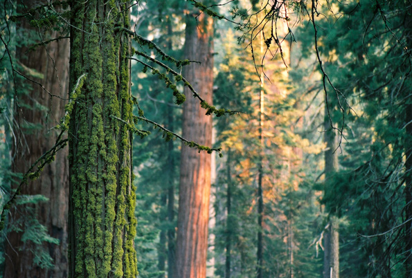 Grant Grove #1, Kings Canyon National Park, CA, 2008