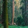 Grant Grove #2, Kings Canyon National Park, CA, 2008