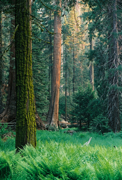 Grant Grove #2, Kings Canyon National Park, CA, 2008