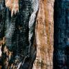 Burnt Tree #3, Kings Canyon National Park, CA, 2008