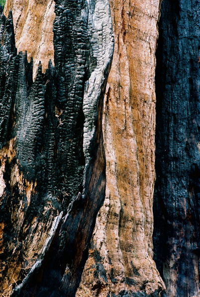 Burnt Tree #3, Kings Canyon National Park, CA, 2008