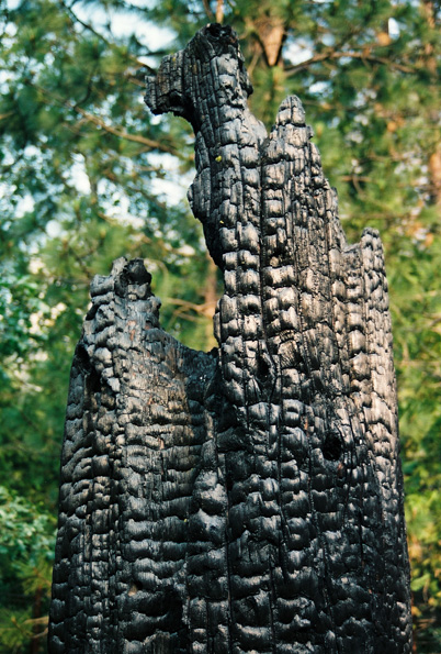 Burnt Tree #1, Zumwalt Meadows Trail, Kings Canyon National Park, CA, 2008