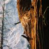 Zumwalt Meadows Trail #8, Kings Canyon National Park, CA, 2008