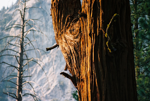Zumwalt Meadows Trail #8, Kings Canyon National Park, CA, 2008