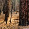 Zumwalt Meadows Trail #7, Kings Canyon National Park, CA, 2008