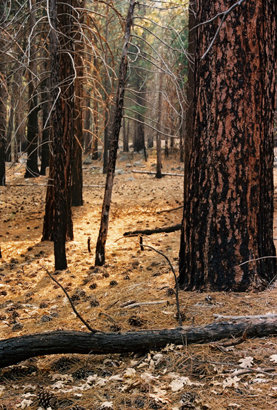 Zumwalt Meadows Trail #7, Kings Canyon National Park, CA, 2008