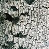 Burnt Tree #2, Zumwalt Meadows Trail, Kings Canyon National Park, CA, 2008
