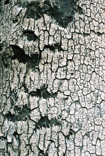 Burnt Tree #2, Zumwalt Meadows Trail, Kings Canyon National Park, CA, 2008